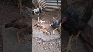 கோழி மட்டும் ஒரு உயிர் இல்லையா🤣#funny_chicken #kozhi_koothugal#trending #ytshorts #viralvideo#shorts