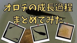 オロチメダカの成長の様子をまとめてみた