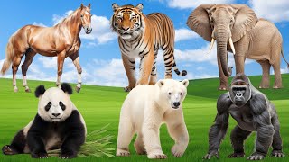 Cute Animals Around Us: Bear, Elephant, Tiger, Panda, Gorilla | Amazing Animals