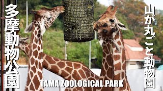 【山が丸ごと動物園】多摩動物公園(日野市)【The whole mountain is a zoo】Tama Zoological Park