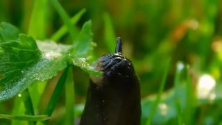 Cute slug eating a leaf