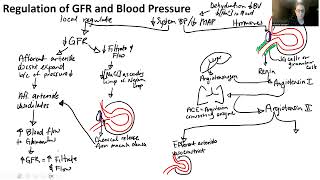 2240 S23 - Urinary System Physiology Supplement Part 3