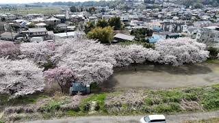 相模川の桜2024年4月7日（日）