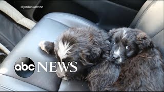 2 rescued puppies take the road trip of a lifetime