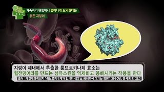 고혈압 개선에 좋은 각양각색 식품! 붉은 지렁이?!_채널A_닥터지바고 66회