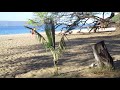 Young Coconut palm growing in the sand at Big Beach , Maui