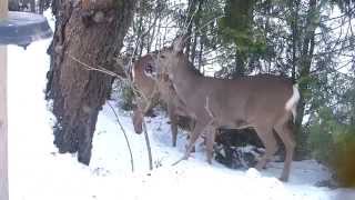 Rådjur äter äpple.Roe deer eats apple.Panasonic DMC FZ200