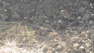 Sparrows gather nesting material