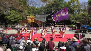 【4K】うふふ　秦野元気祭り春の陣2日目　コンテスト演舞