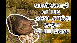 இதற்கு முன் பார்த்ததில்லை | HOW DOES TURKEY HATCH EGGS | வான்கோழி எப்படி அடை காத்து குஞ்சு பொரித்தது