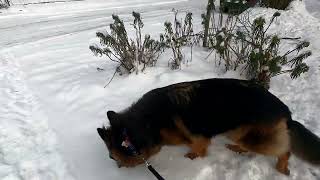 今天繼續下雪