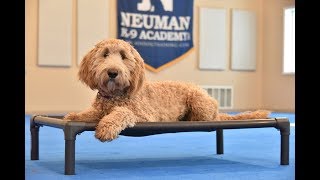 Lucy (Labradoodle) Boot Camp Dog Training Video Demonstration