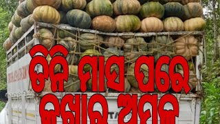 Kakharu Chasa odisha | କଖାରୁ ଚାଷ ||