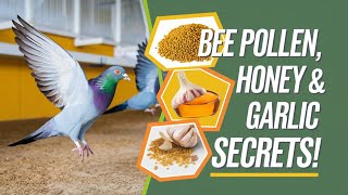 Natural Feeding Tips for Racing Pigeons Boost Performance with Bee Pollen, Honey, and Garlic