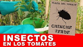 CHINCHE del tomate / jitomate 🍅 control ORGANICO 🌿 huerta de verano