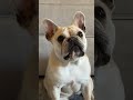 puppy transformation day 1 ➡️ day 700 🤯 so different dogs cutedog puppy frenchbulldog pets