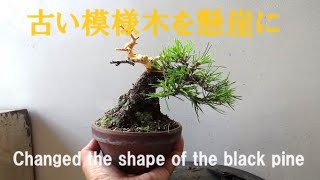 盆栽工房 春嘉 #191 【黒松の改作】古い黒松を改作縮小により再生します　Reduction of an old black pine through bold adaptation