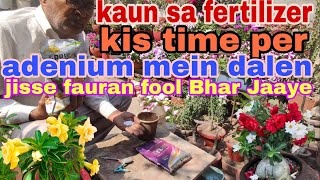 kaun sa fertilizer kis time per adenium mein dalen jisse foreign Phool Bhar Jaaye