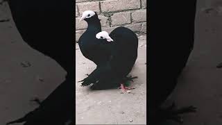 Mukhi pigeon show quality #fancy_pigeons #mukhi_ Kabutar