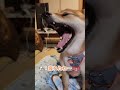 👩：コンちゃん‼️服着るよ〜‼️ 柴犬コンちゃん 柴犬　 癒し動画 dog shorts