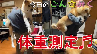 体重測定 2022/11/02 秋田犬【ごん太 と みくる】