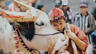 Bikin Haru Perpisahan Gadis Cantik Asal Toraja Utara \u0026 Kerbau Saleko kesayangannya