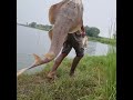 #fish #fishing #video #Mud_man_fishing #short #video #reels #water #river