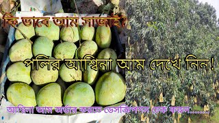 রাজশাহীর বিখ্যাত ফ্রেশ আশ্বিনা আম //Mango Garden //2023