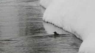 Brown Dipper Swimming／泳ぐカワガラス