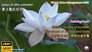 Relaxing Music,Natural sounds,Lotus in this summer,cicadas and birds,夏日裏的荷花,自然音,蟬鳴和鳥叫聲,Virtual China