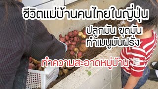 240  ทำความสะอาดหมู่บ้าน,ขุดมันฝรั่งแดง เหลือง ,ทำพีซซ่ามันฝรั่ง  ปอเปียะมันฝรั่งมื้อเย็น