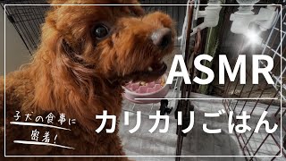 【咀嚼音】トイプードルの子犬がカリカリごはんを食べる【ASMR】