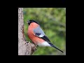 beautiful eurasian bullfinch