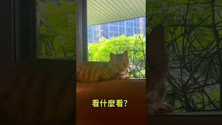 波虎x賣鬧～在告訴你？