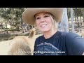 sydney dingo rescue dog farm australia