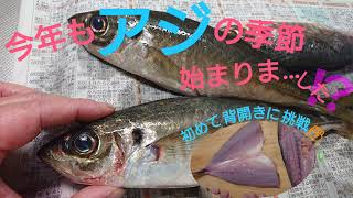 「2023年4月1日、2日 新潟県柏崎港」    作りたかった鯵の背開きが出来た日