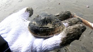 It is a paid clam hunting ground in Aichi Prefecture