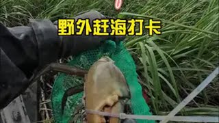 野外赶海 青蟹都是一斤多的 还有大蟹虎鱼真实户外 喜欢赶海的关注我 户外赶海抓海鲜 带粉丝赶海 野生青蟹