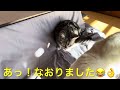 変な座り方のマンチカン子猫が可愛い