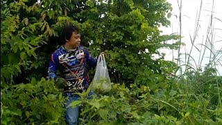 harvesting Young Alibangbang  leaves for food