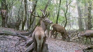 Szarvasbika csapat, fiatalok együtt (Young red deer stags group with some fighting)