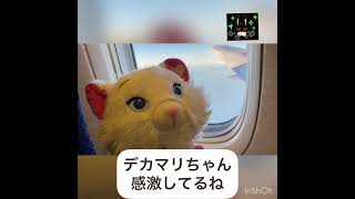 飛行機✈️搭乗動画『伊丹空港→羽田空港』富士山🗻またまた見れたよ😍