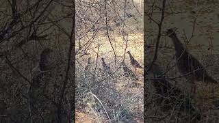 காட்டு காடை | Wild Quail