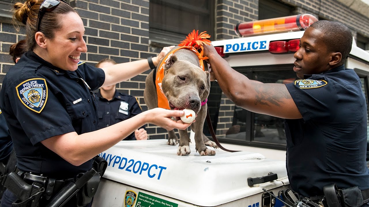 Adoptable Dog Visits Police Who Helped Save Her - YouTube