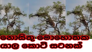 යාල කොටි ඇවිල්ලාe