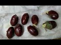 how to grow lychee plant from seeds how to grow lychee from seed