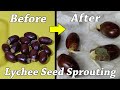 How to grow Lychee plant from seeds - how to grow lychee from seed