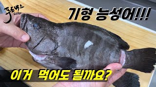 능성어인데  기형이네요 ~  맛과 상태가 이상할듯 한데 ...?!