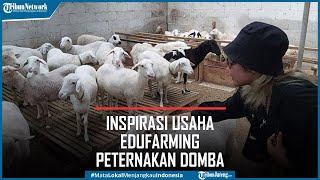 Edufarming Peternakan Domba di Petungkriyono