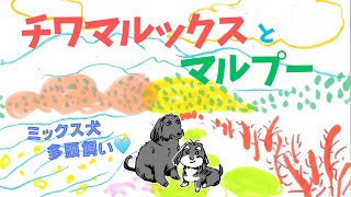 栗食べ放題！？ミックス犬も飼い主も猿も大満足な山の家💛